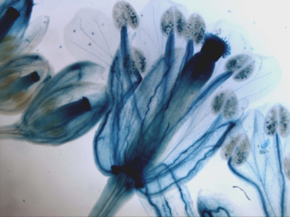 Flores de Arabidopsis thaliana a expressar o gene SCL30a