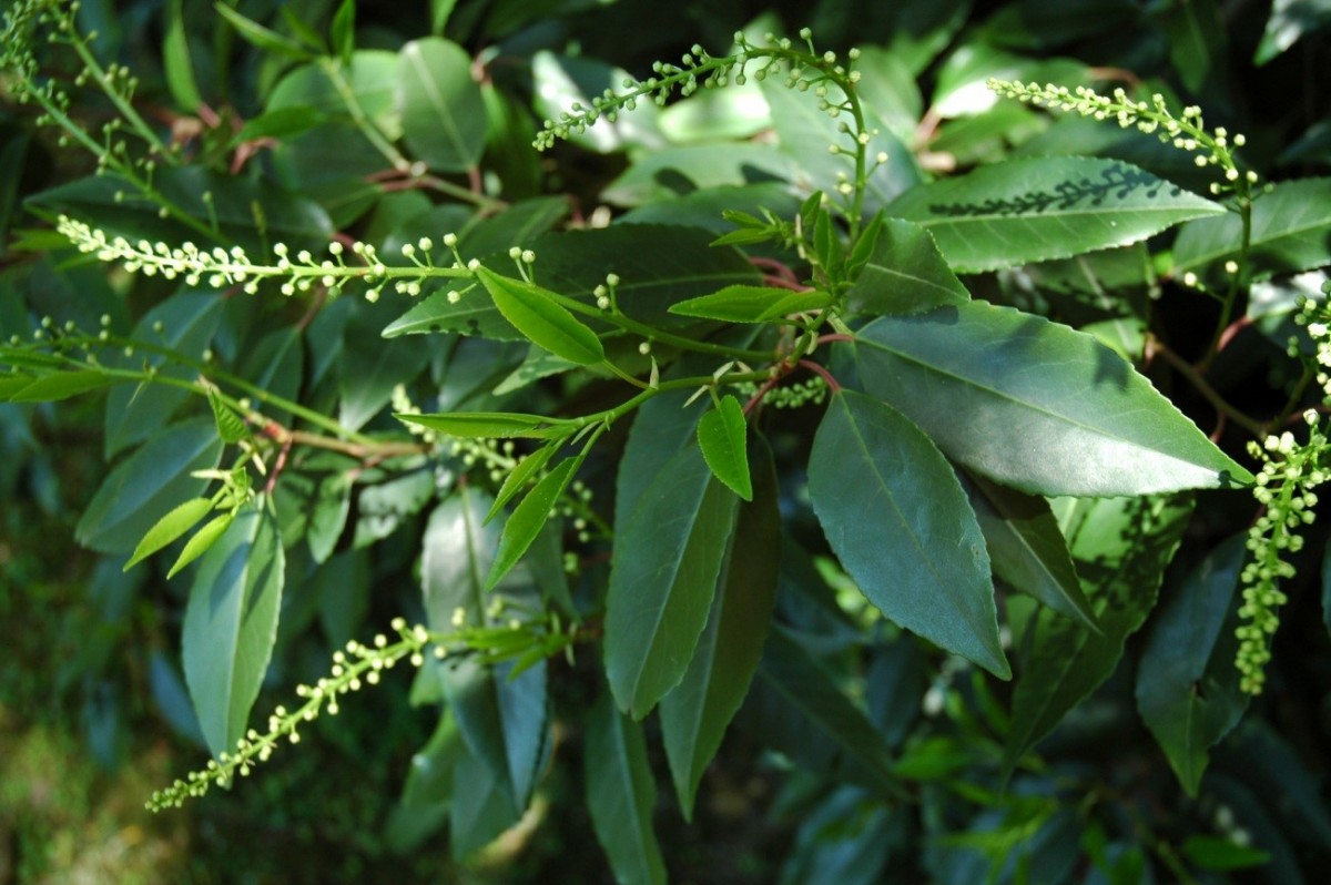 Azereiro – Flora – Jardim Gulbenkian