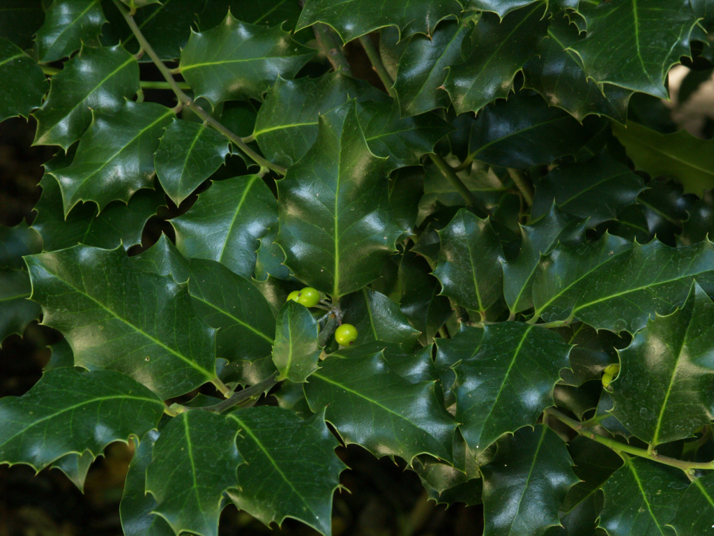 Azevinho Flora Jardim Gulbenkian