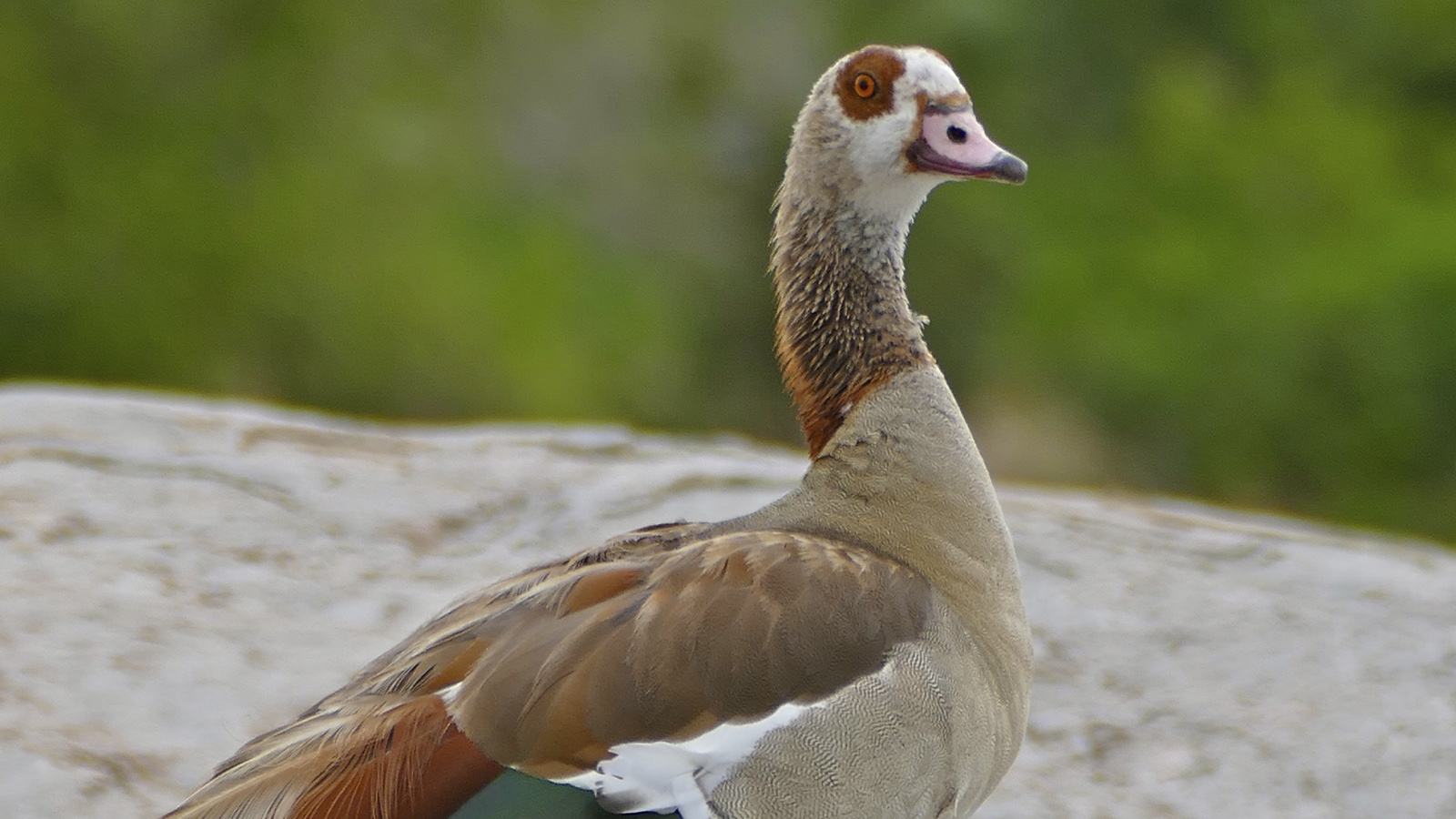 Ganso-do-Egito (Alopochen aegyptiaca). Foto: © B. Dupont, CC BY-SA 2.0