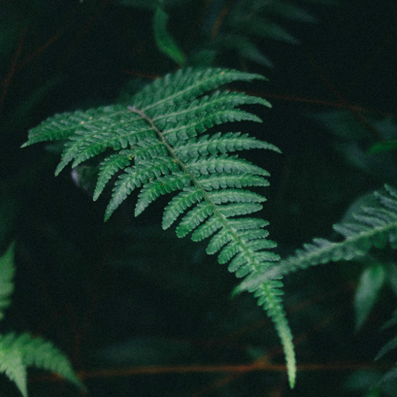 Florestas Silenciosas