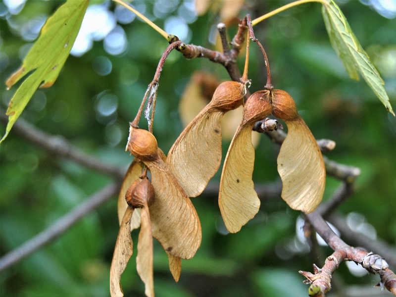 How Do Plants Disperse Their Seeds Fundação Calouste Gulbenkian