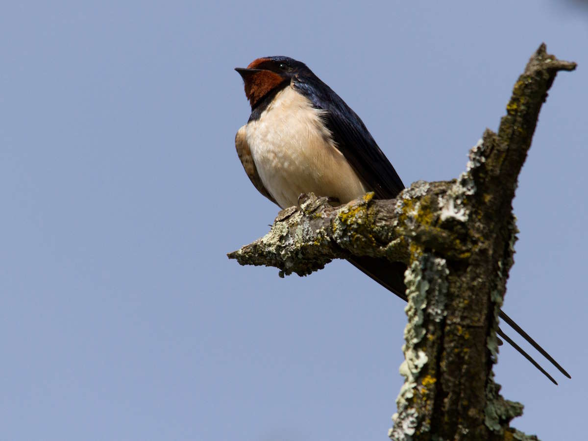 O canto das aves