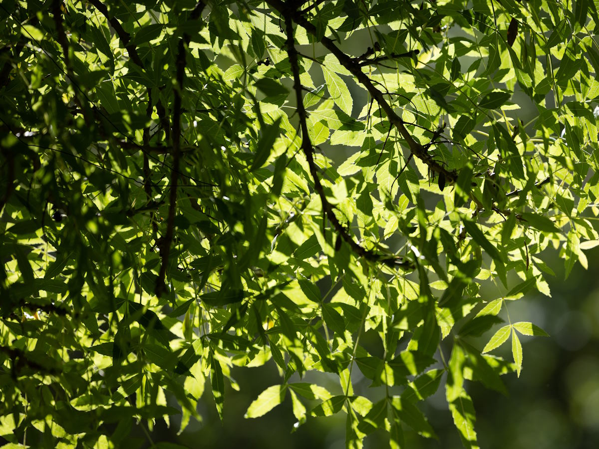 O Jardim Gulbenkian em 12 plantas