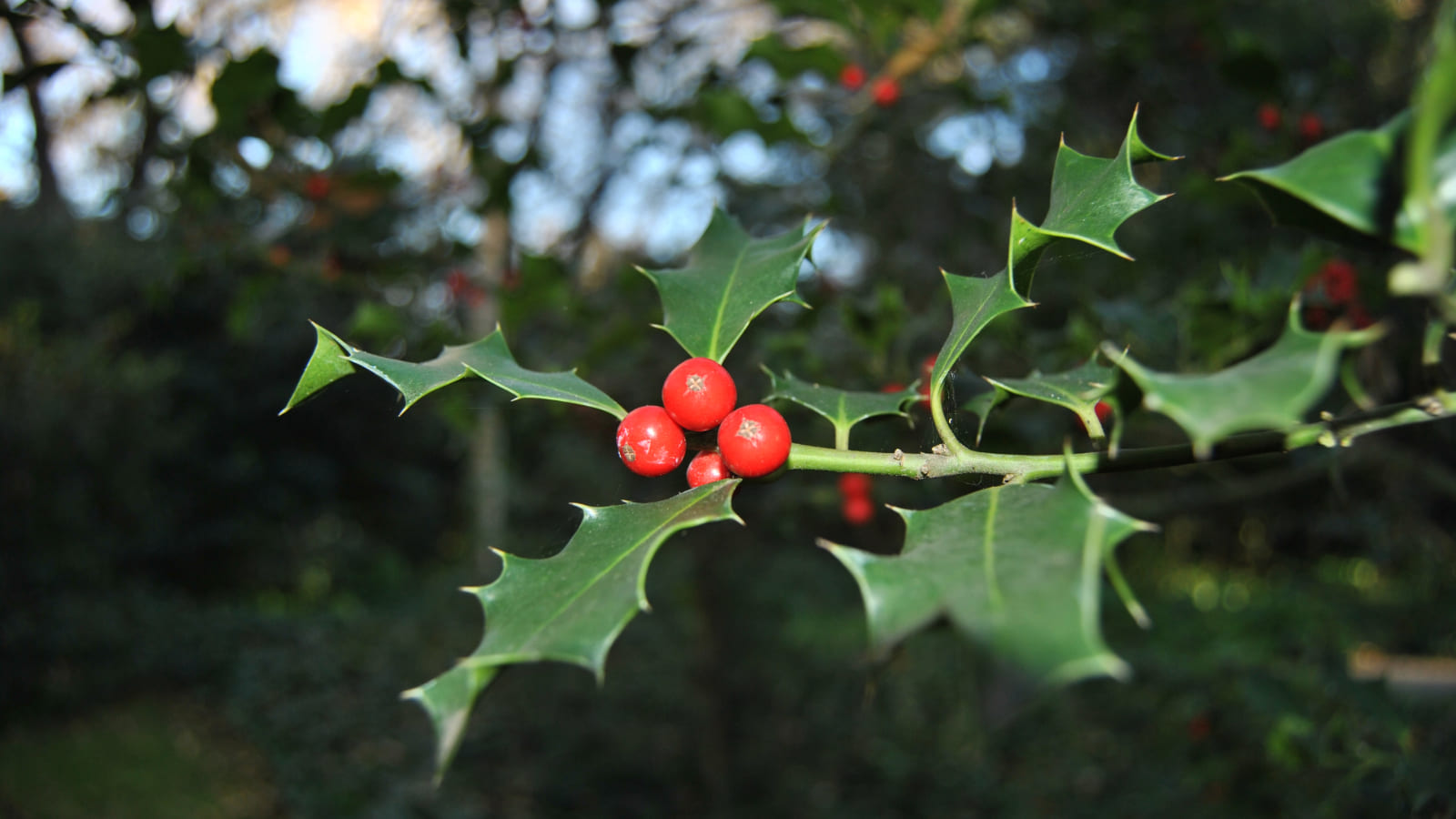 Holly's red fruit