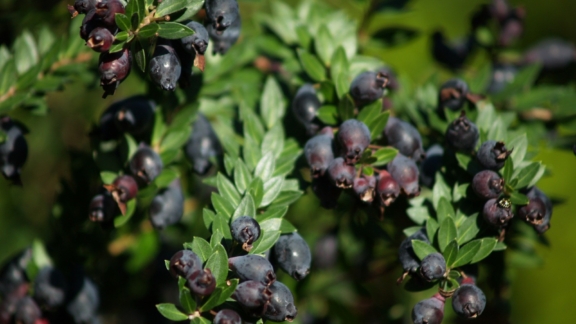 Myrtle's berries