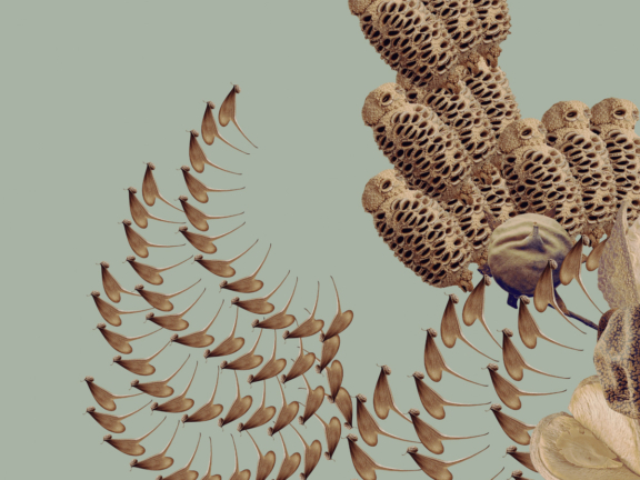 ModaLisboa: As sementes precisam de quebrar para crescer