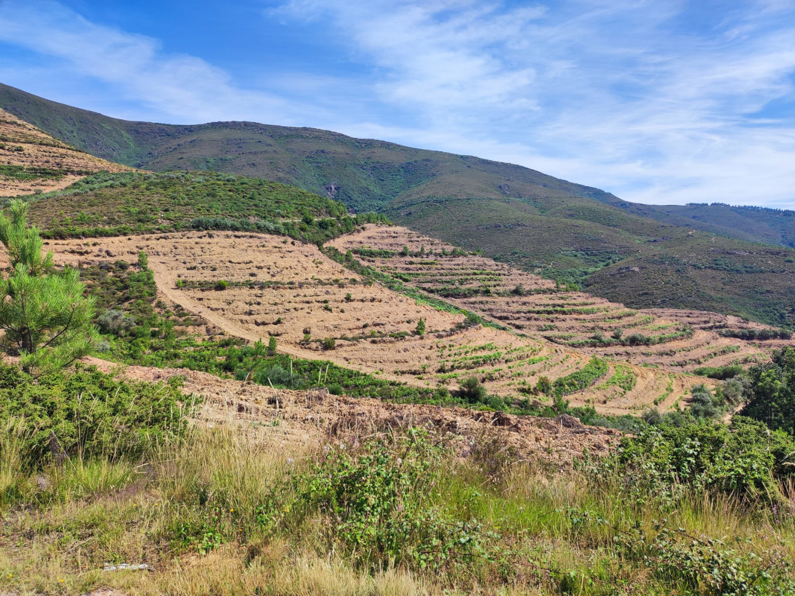 Universo launches tree planting program in partnership with Antarr - Antarr